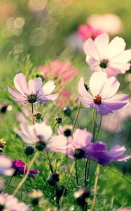 Preview wallpaper flowers, field, grass, flashing, multicolored