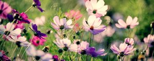Preview wallpaper flowers, field, grass, flashing, multicolored