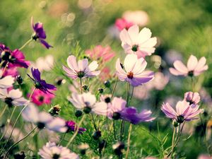 Preview wallpaper flowers, field, grass, flashing, multicolored
