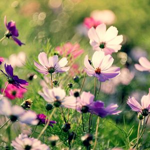 Preview wallpaper flowers, field, grass, flashing, multicolored