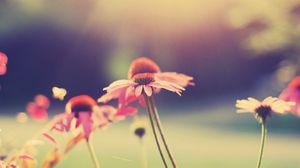 Preview wallpaper flowers, field, grass, petals