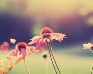 Preview wallpaper flowers, field, grass, petals