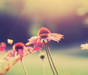 Preview wallpaper flowers, field, grass, petals