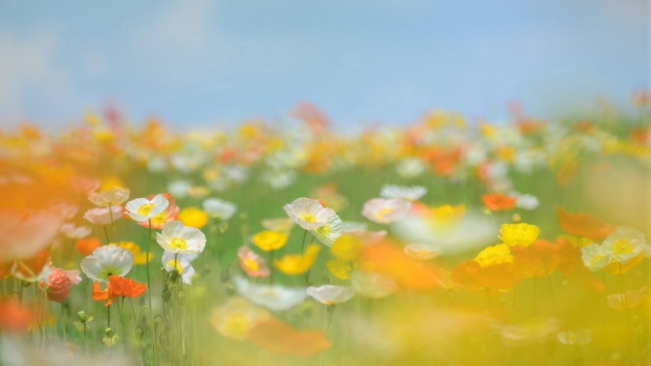 Wallpaper flowers, field, grass, green