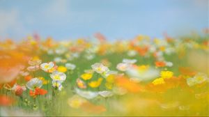 Preview wallpaper flowers, field, grass, green