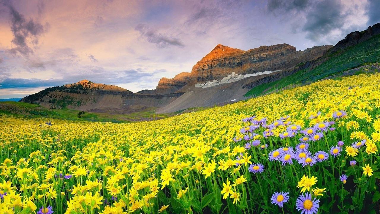 Wallpaper flowers, field, grass, mountains