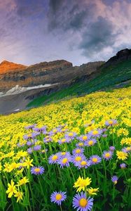 Preview wallpaper flowers, field, grass, mountains