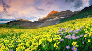 Preview wallpaper flowers, field, grass, mountains