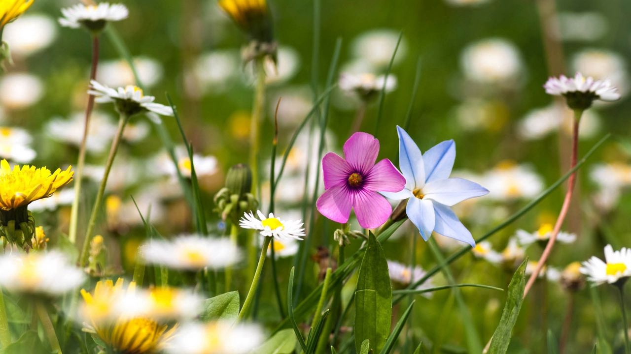 Wallpaper flowers, field, grass