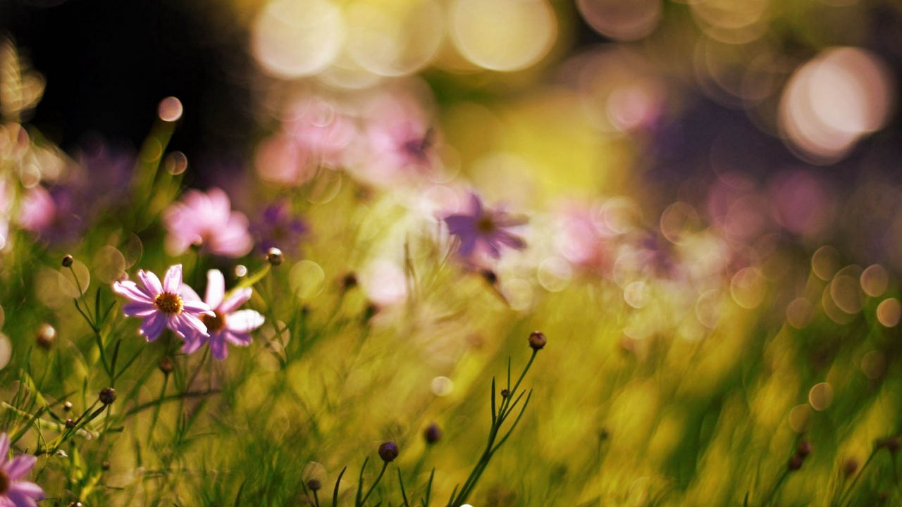 Wallpaper flowers, field, grass, macro, sunlight