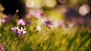 Preview wallpaper flowers, field, grass, macro, sunlight