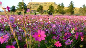 Preview wallpaper flowers, field, grass