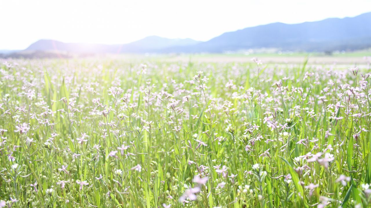 Wallpaper flowers, field, grass, plant