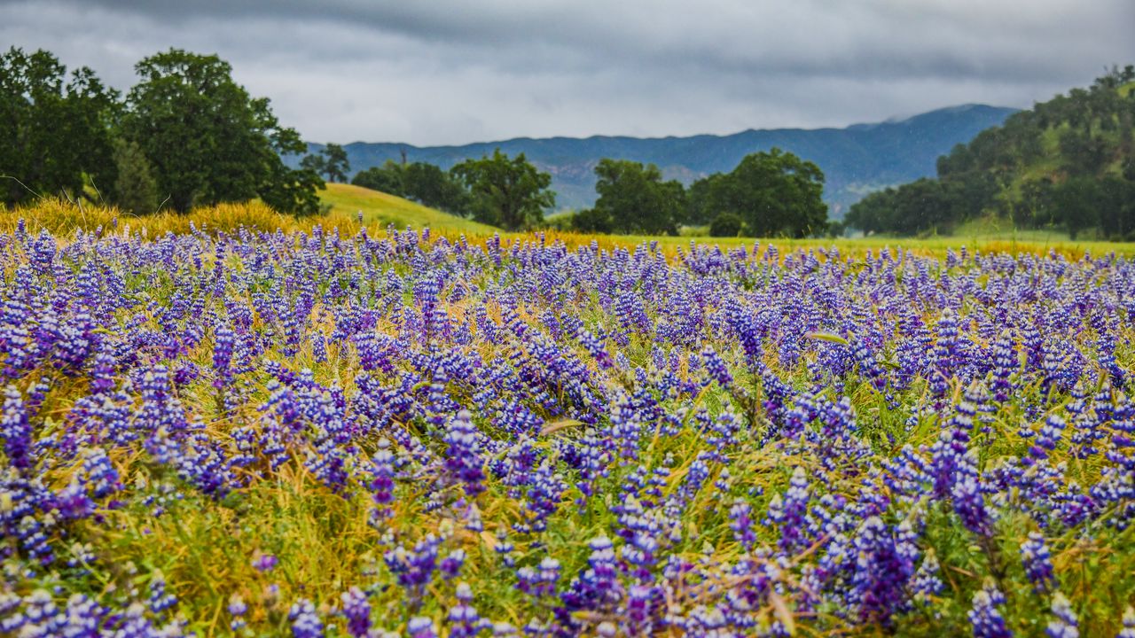 Wallpaper flowers, field, grass, trees