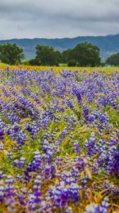 Preview wallpaper flowers, field, grass, trees