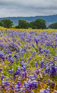 Preview wallpaper flowers, field, grass, trees