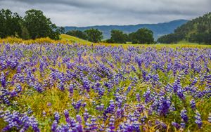 Preview wallpaper flowers, field, grass, trees