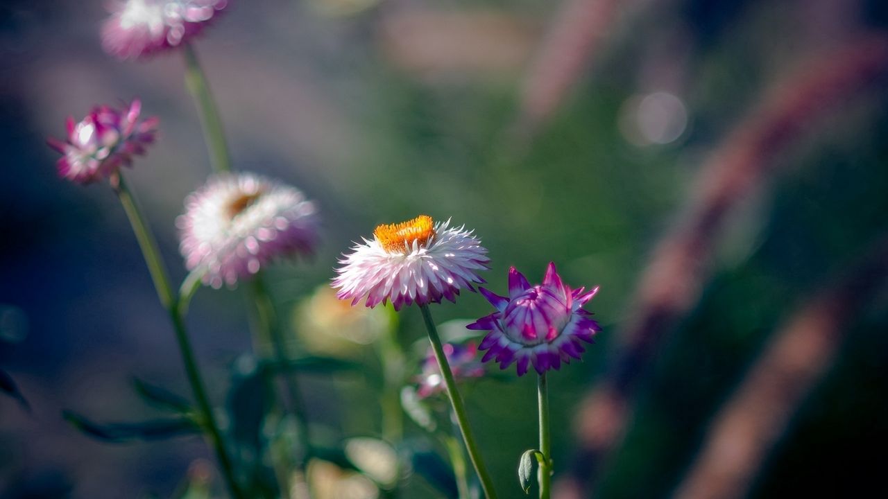Wallpaper flowers, field, green, background, blur