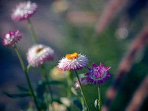 Preview wallpaper flowers, field, green, background, blur