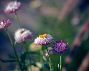 Preview wallpaper flowers, field, green, background, blur