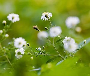 Preview wallpaper flowers, field, greens, blurring