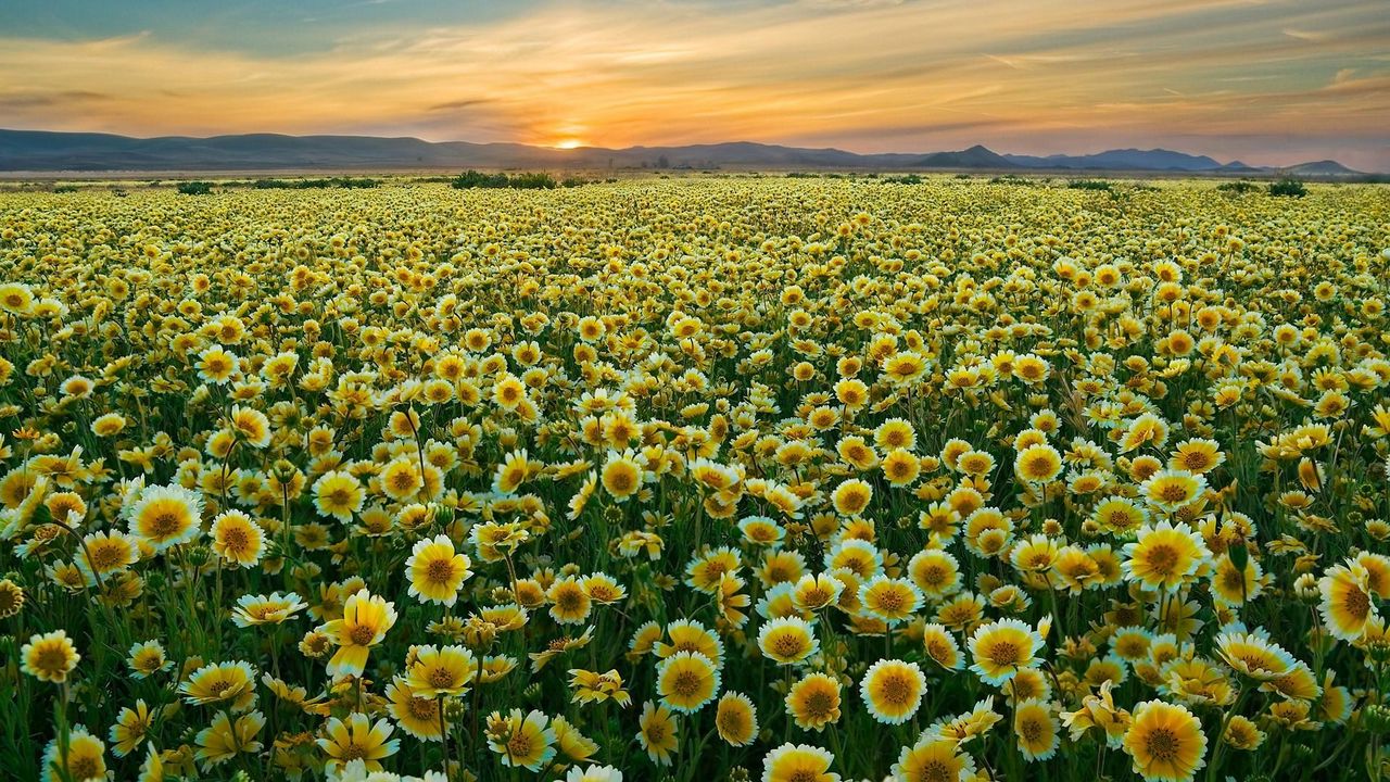 Wallpaper flowers, field, horizon, sunset, sky