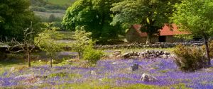 Preview wallpaper flowers, field, house, trees, nature