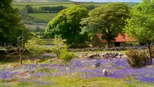 Preview wallpaper flowers, field, house, trees, nature