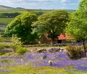 Preview wallpaper flowers, field, house, trees, nature