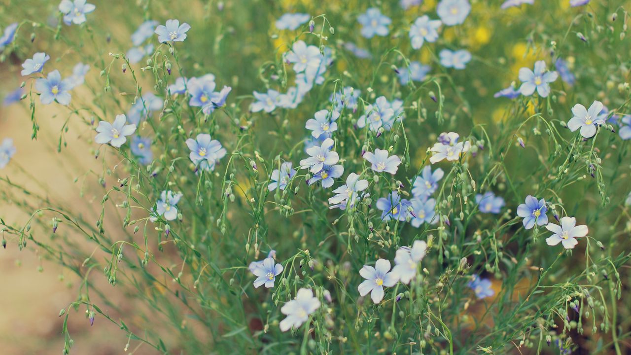 Wallpaper flowers, field, light