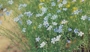 Preview wallpaper flowers, field, light