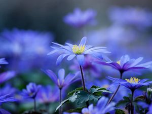 Preview wallpaper flowers, field, lilac