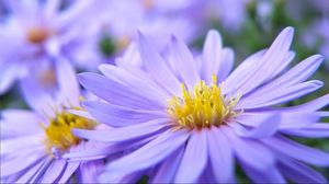 Preview wallpaper flowers, field, macro