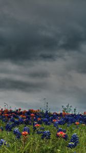Preview wallpaper flowers, field, meadow, green, sky, overcast, clouds