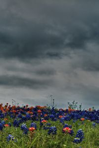 Preview wallpaper flowers, field, meadow, green, sky, overcast, clouds