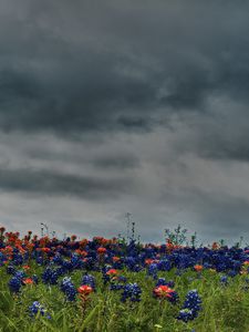 Preview wallpaper flowers, field, meadow, green, sky, overcast, clouds