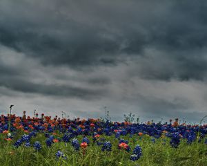 Preview wallpaper flowers, field, meadow, green, sky, overcast, clouds