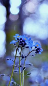 Preview wallpaper flowers, field, motion blur