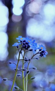 Preview wallpaper flowers, field, motion blur