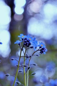 Preview wallpaper flowers, field, motion blur