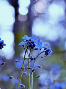 Preview wallpaper flowers, field, motion blur