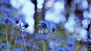 Preview wallpaper flowers, field, motion blur