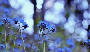 Preview wallpaper flowers, field, motion blur