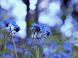 Preview wallpaper flowers, field, motion blur