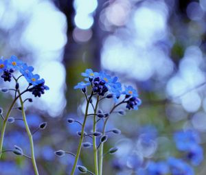 Preview wallpaper flowers, field, motion blur