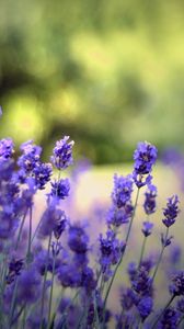 Preview wallpaper flowers, field, nature, herbs, beauty