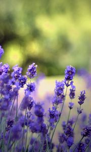 Preview wallpaper flowers, field, nature, herbs, beauty