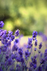 Preview wallpaper flowers, field, nature, herbs, beauty