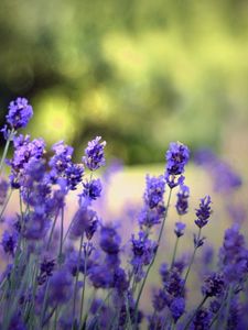 Preview wallpaper flowers, field, nature, herbs, beauty