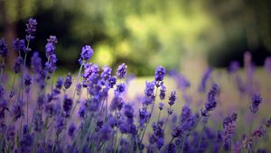 Preview wallpaper flowers, field, nature, herbs, beauty